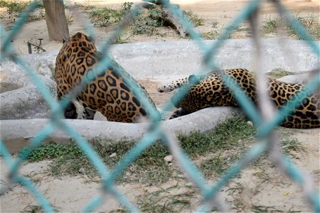 Panthera onca