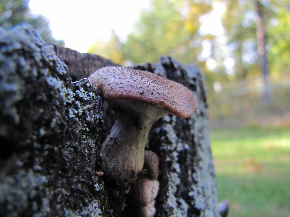 Close-up of a pair of Polyporus squamosus mushrooms photo