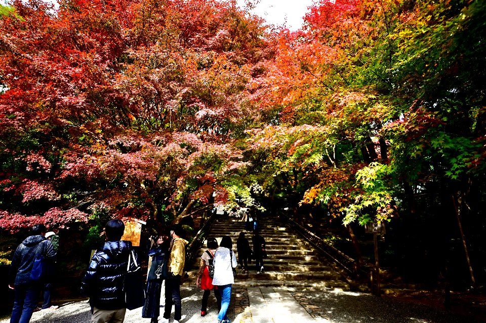京都龍安寺/Kyoto Ryoanji