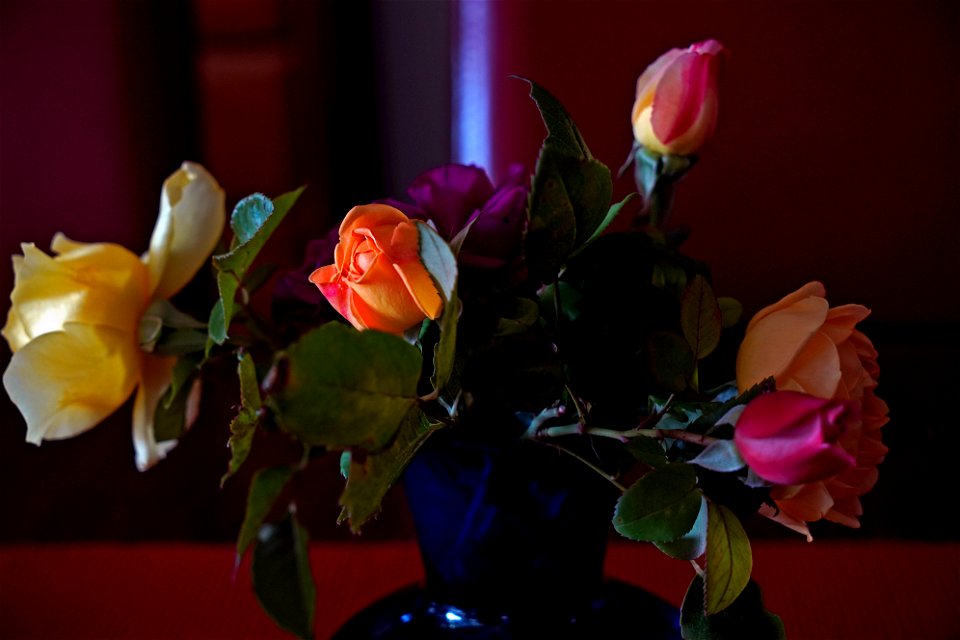 Flowers, window lighting