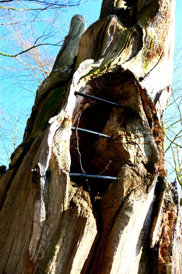 Dead tree with a hole photo