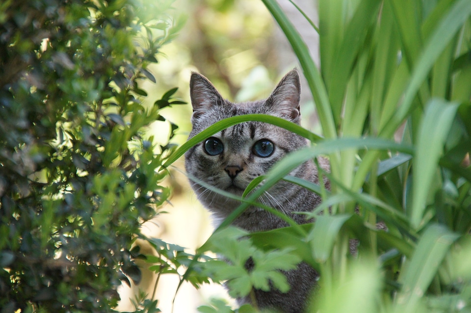 Animal garden hiding place