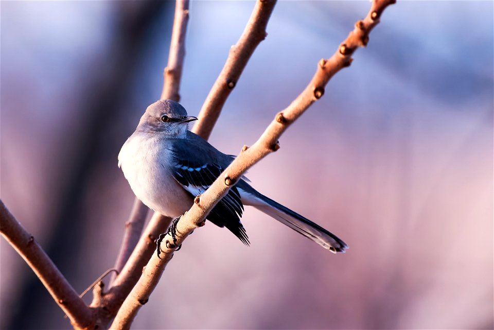 mockingbird pal yet again