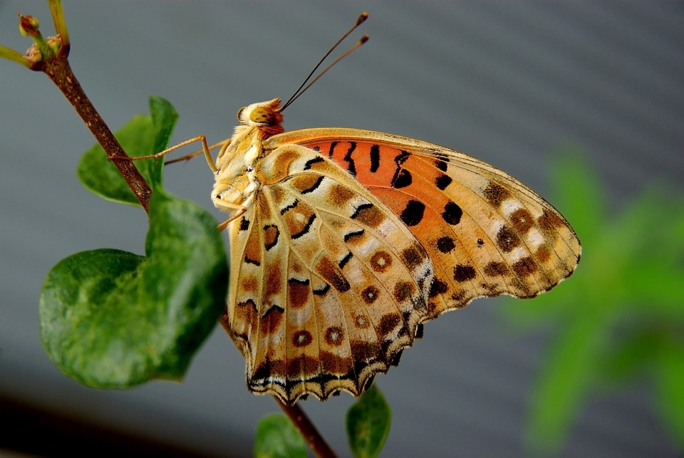 Butterfly species Argynnis hyperbius Indian Fritillary