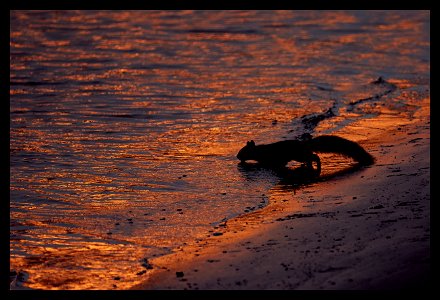 squirrel drinks @ sunrise on Connecticut River photo