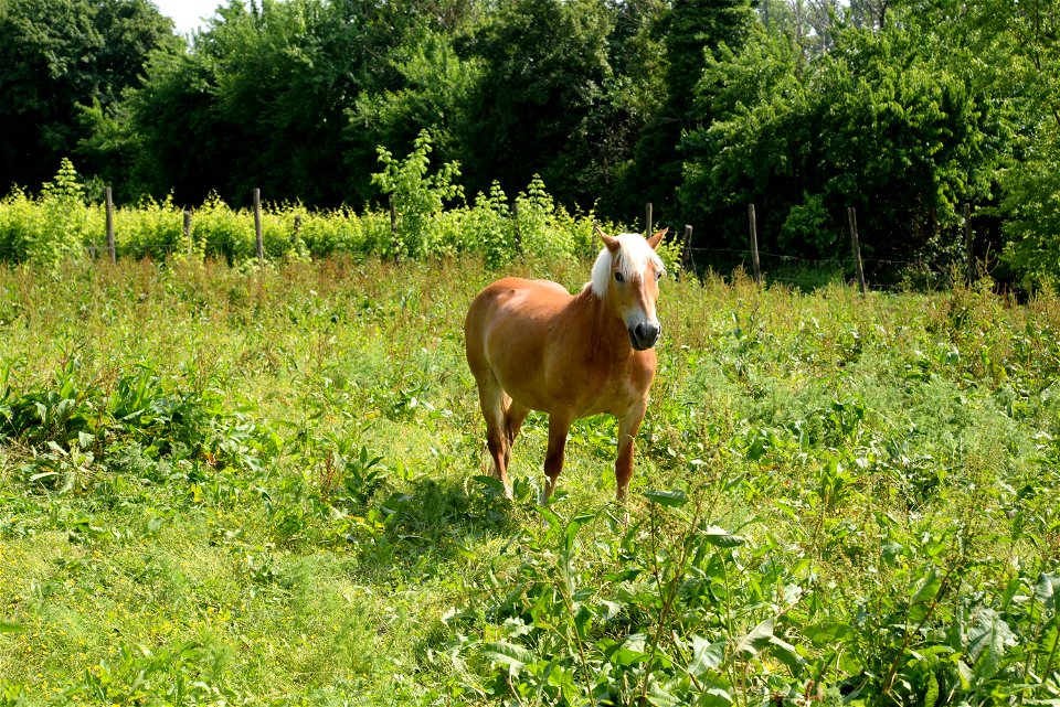 cavallo nella Tenuta Civranetta | Lorenzo Fidora