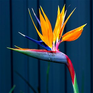 Bird of Paradise