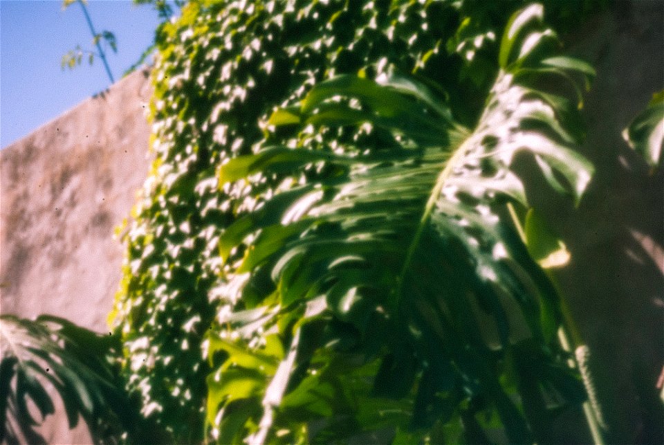 Beer can DIY pinhole cap on DSLR photo