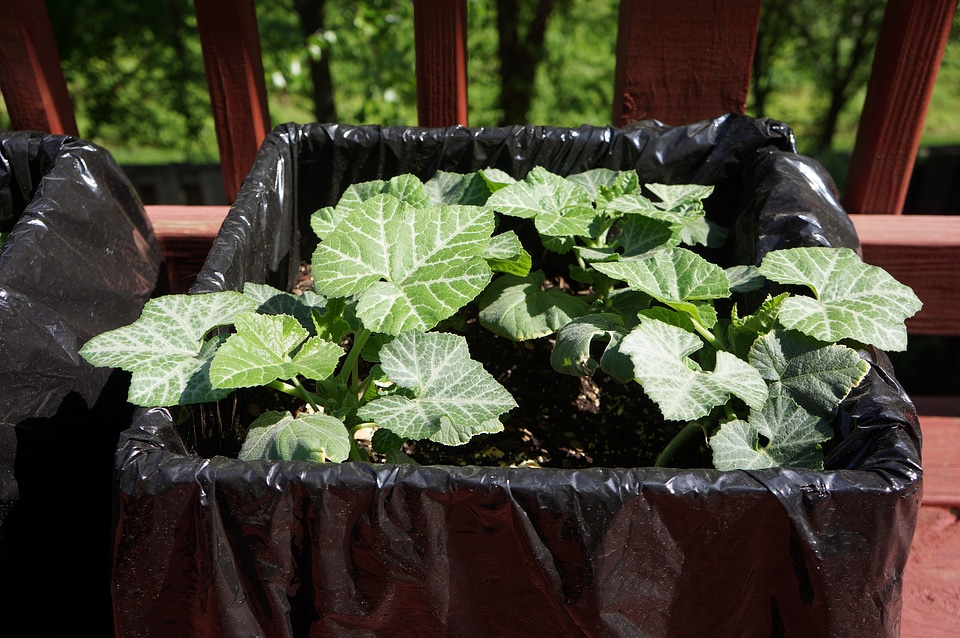 Growing pumpkin plants in pots