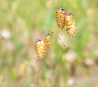 Greater Quaking Grass photo