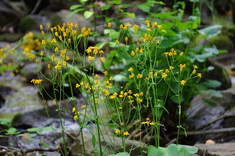 Wildflower on Appalachian Trail Virginia