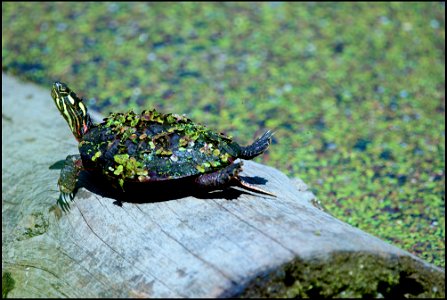 painted turtle: all dressed up (in duckweed) & no place to go