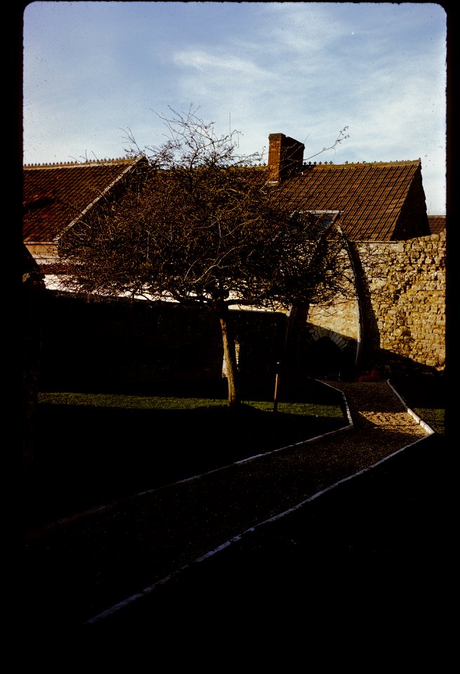 Glastonbury Thorn at Glastonbury Abbey