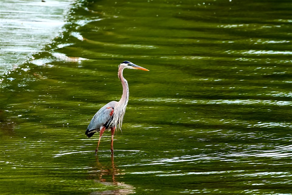 blue heron looking for breakfast