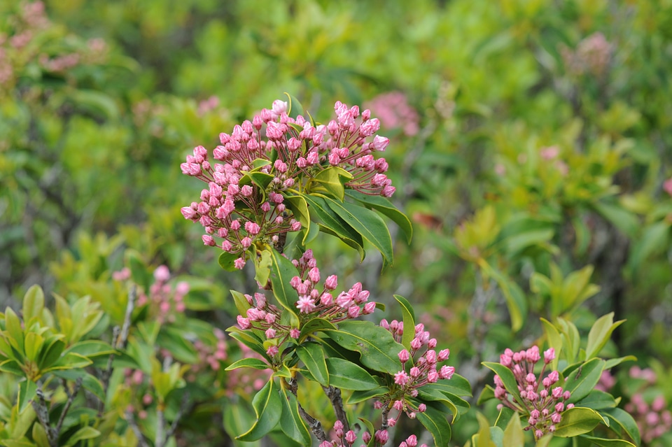 Dolly Sods wild Flowers