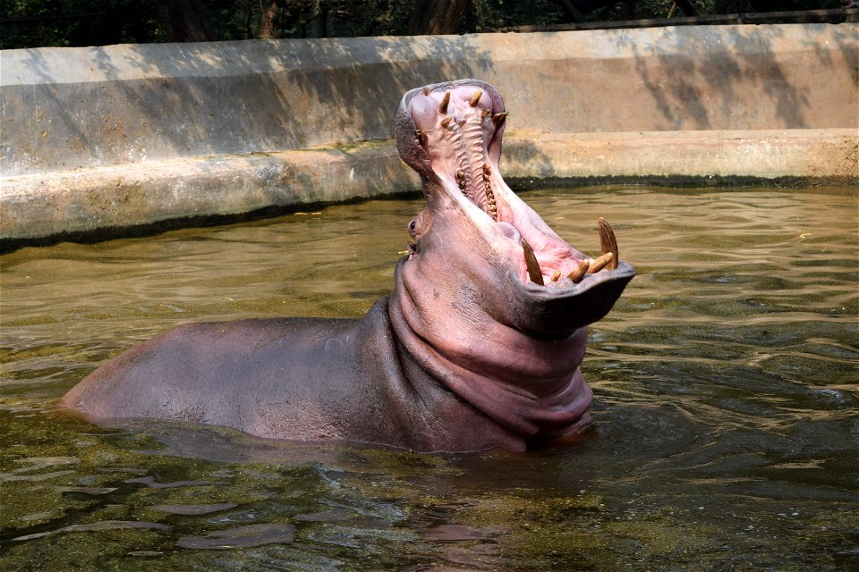 Hippopotamus amphibius