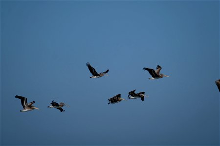 Brown Pelicans photo