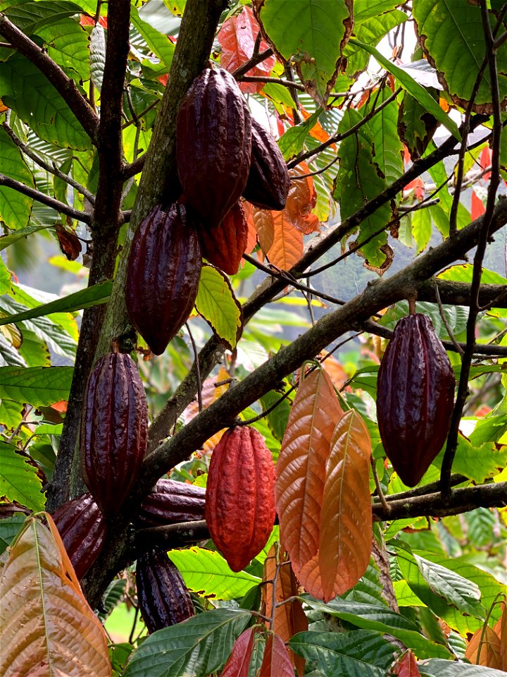Close up of Cacao Plant at Fantastic Gardens