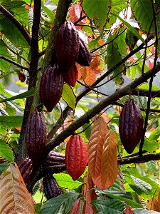 Close up of Cacao Plant at Fantastic Gardens photo