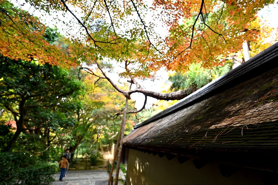 京都龍安寺/Kyoto Ryoanji