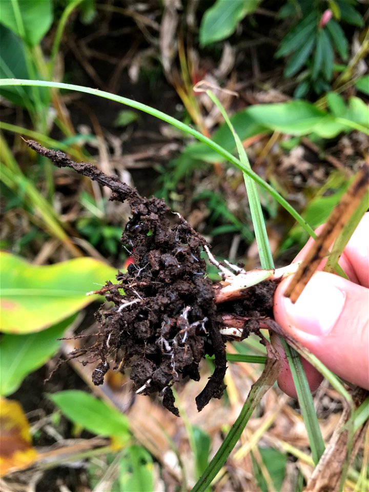 Rhizosheaths on Plant Roots and Soil Aggregates
