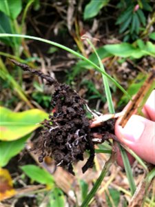 Rhizosheaths on Plant Roots and Soil Aggregates photo