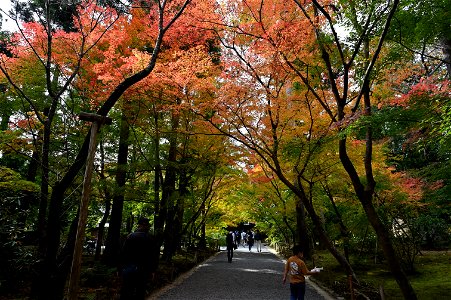 京都龍安寺/Kyoto Ryoanji