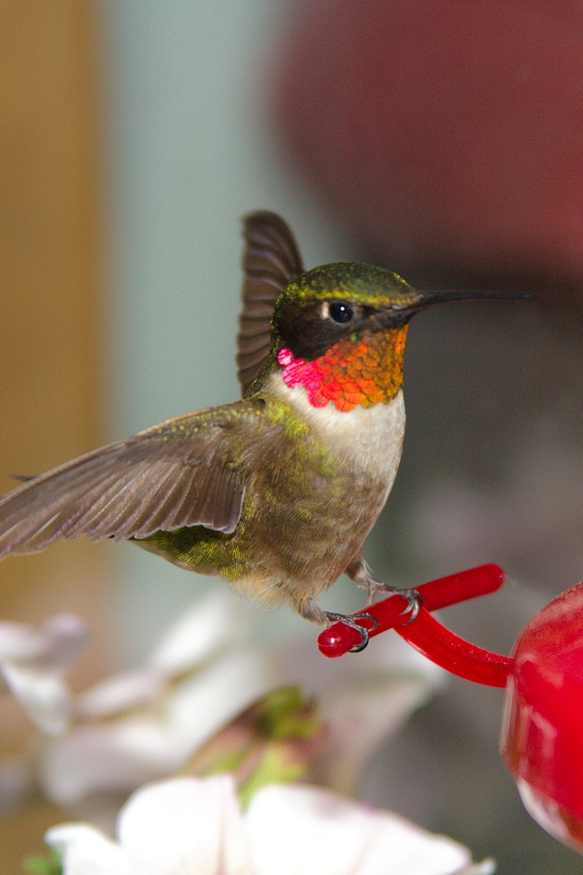 A ruby-throated hummingbird