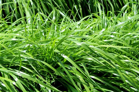 Rye grass photo