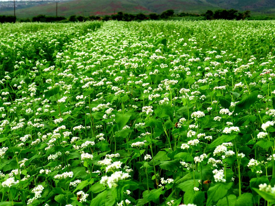 Bee-lieve In Buckwheat photo