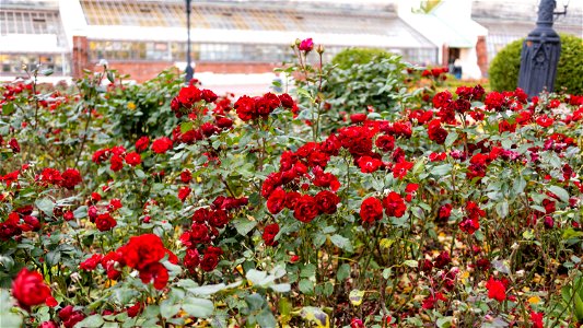 Roses in the garden photo