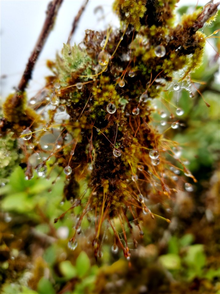 Rain droplets at Mt. Ka'ala photo