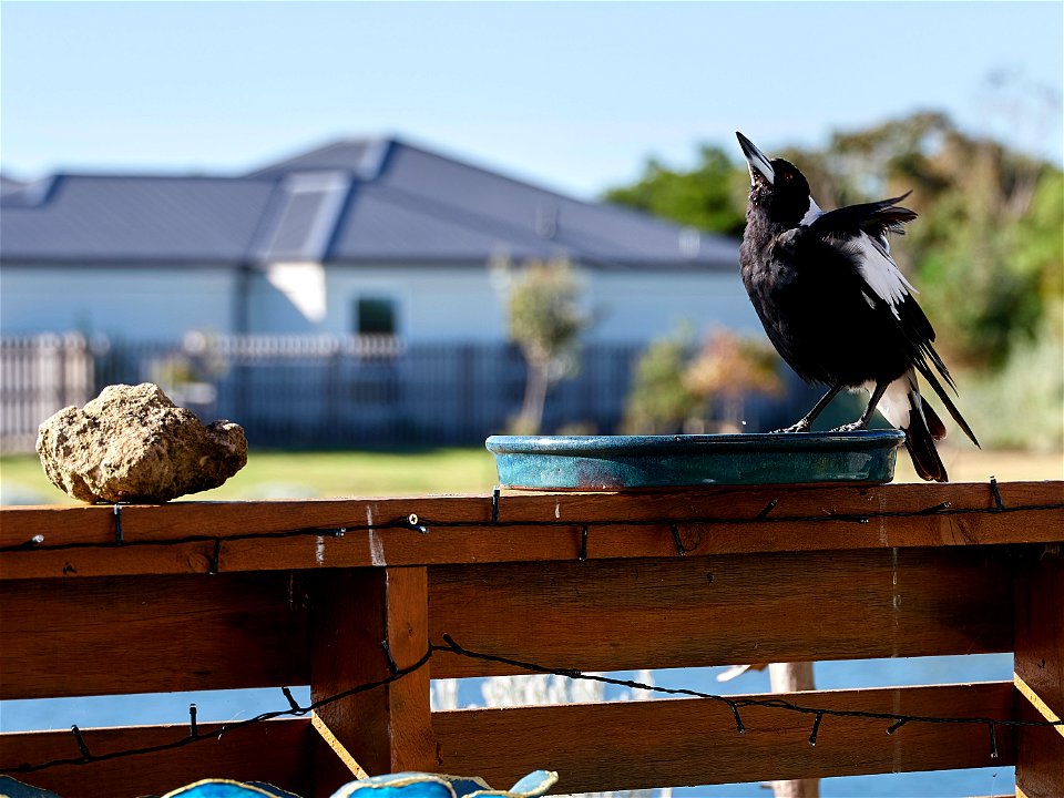 A friendly Magpie dropping in for a drink.