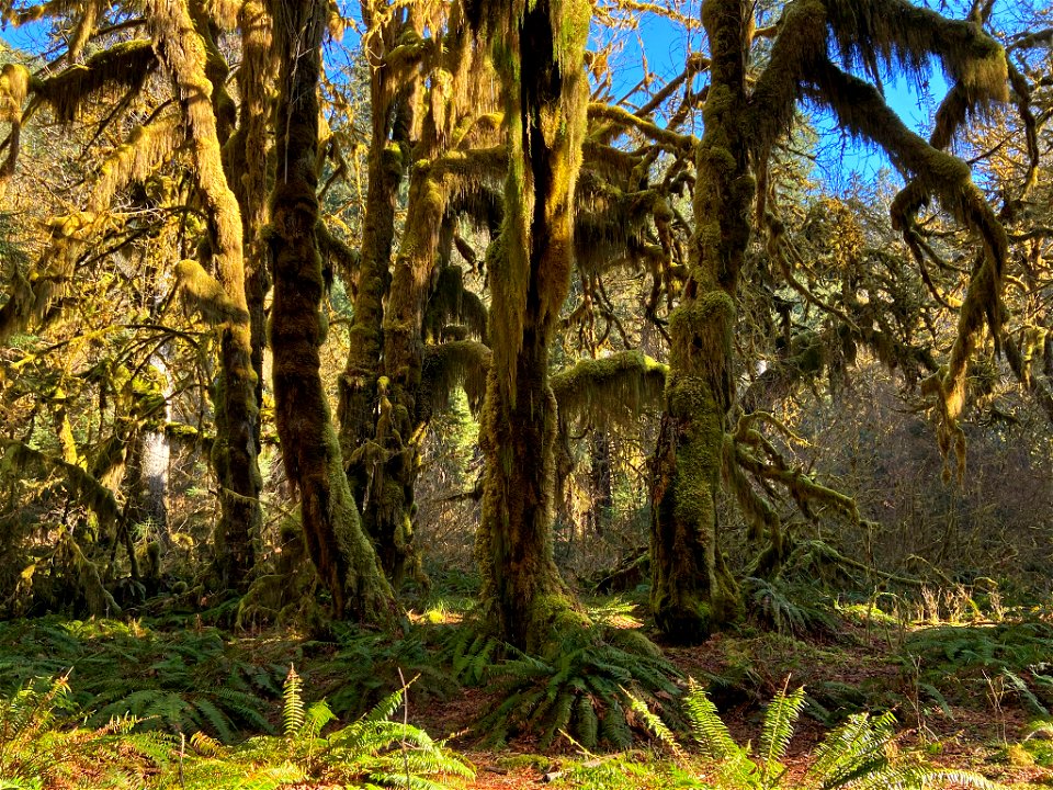 Hoh Rain Forest at Olympic NP in WA
