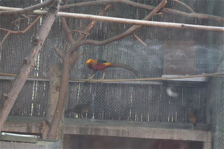 Chrysolophus pictus - Male