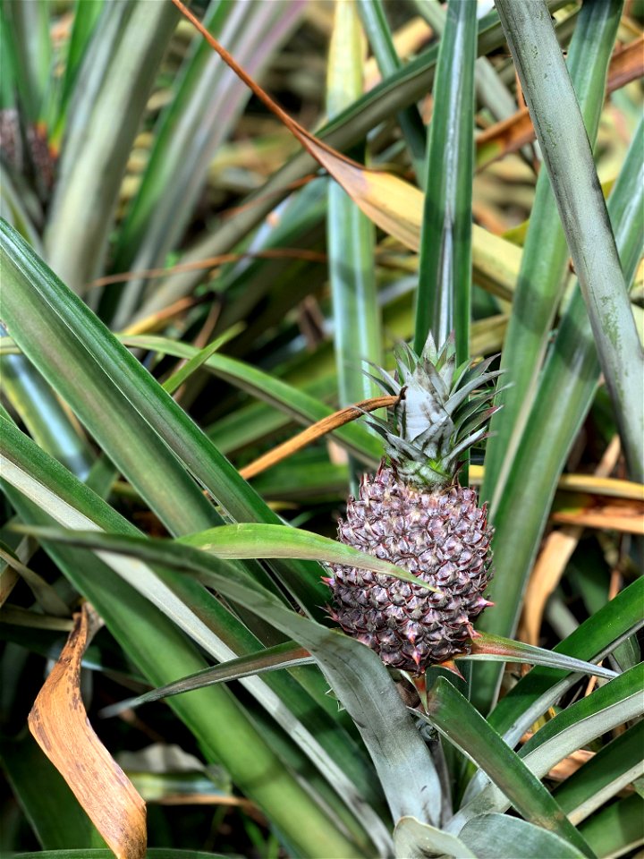 Golden Pineapple at Fantastic Gardens