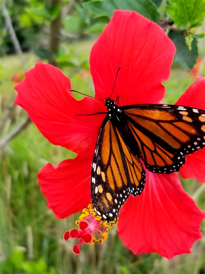 Monarch on Hibiscus with Pollen on the Wings photo