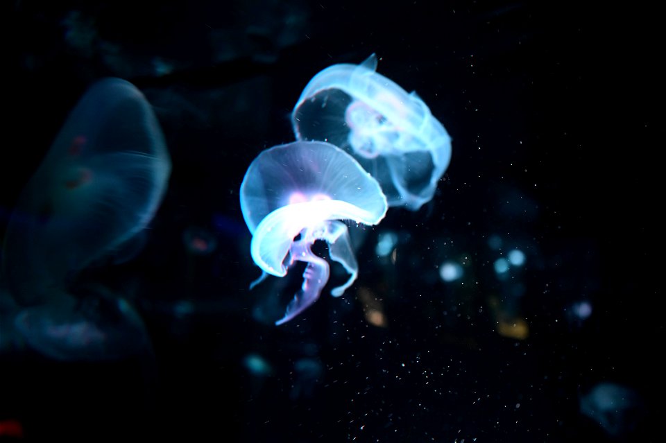 京都水族館 / Kyoto Aquarium