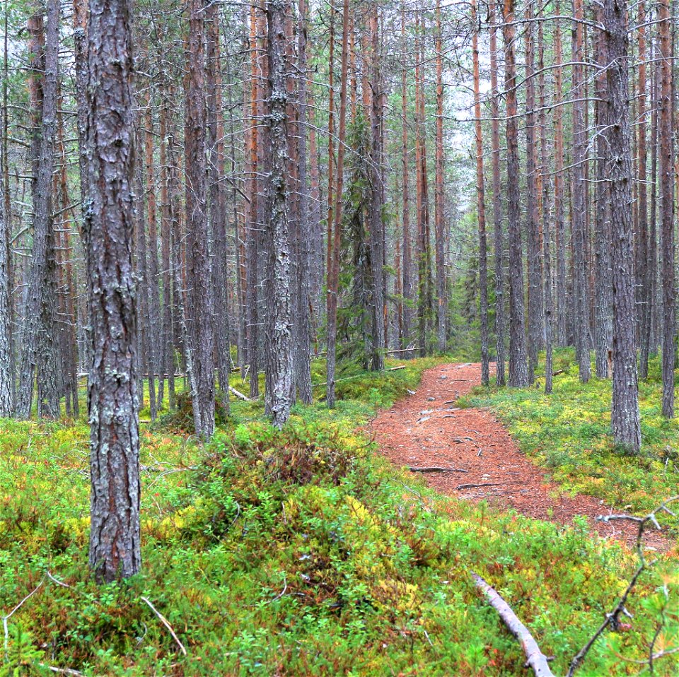 Karhunkierroksen varrelta photo