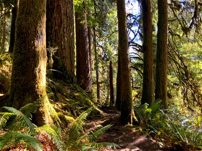 Hoh Rain Forest at Olympic NP in WA photo