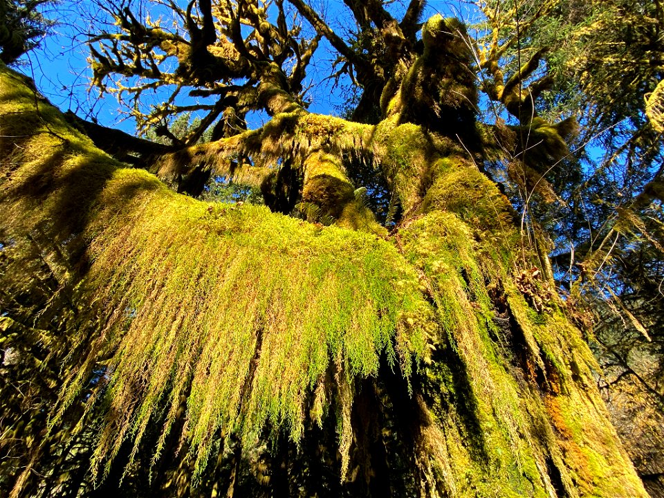 Hoh Rain Forest at Olympic NP in WA