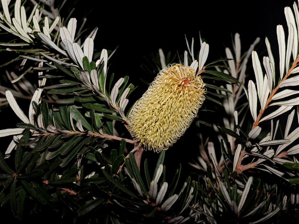 A Bottle Brush