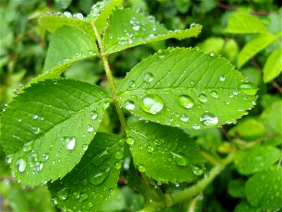 Lots of droplets on the leaves.