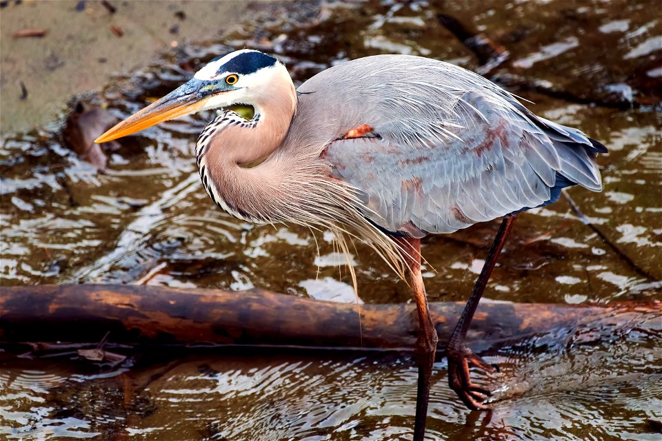 blue heron up close