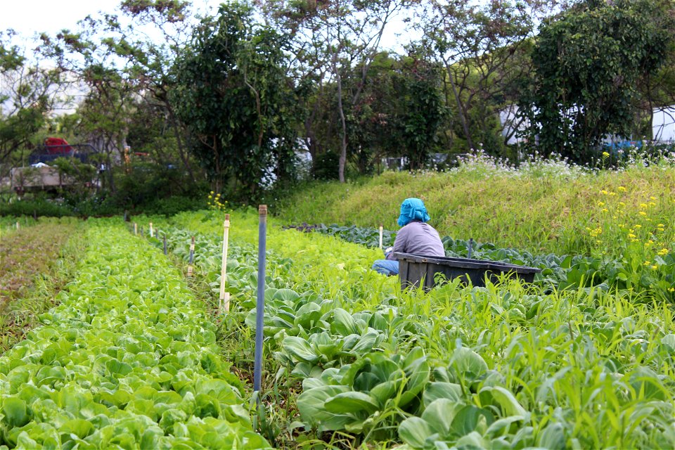 Harvesting at Otsuji Farm