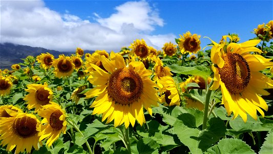 Sunflowers with Blue Sky