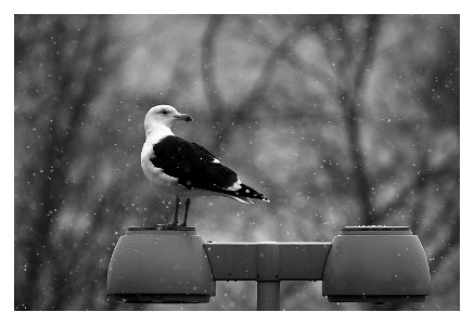 gull on goodwin college dock
