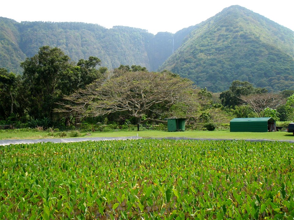 Waipio Valley
