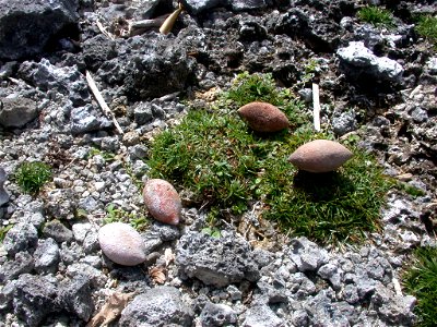 Sling stones in Guam