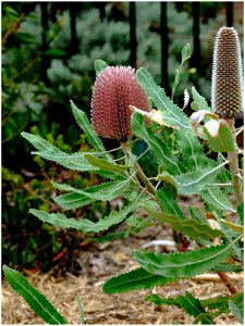 What's in a garden often surprises me.